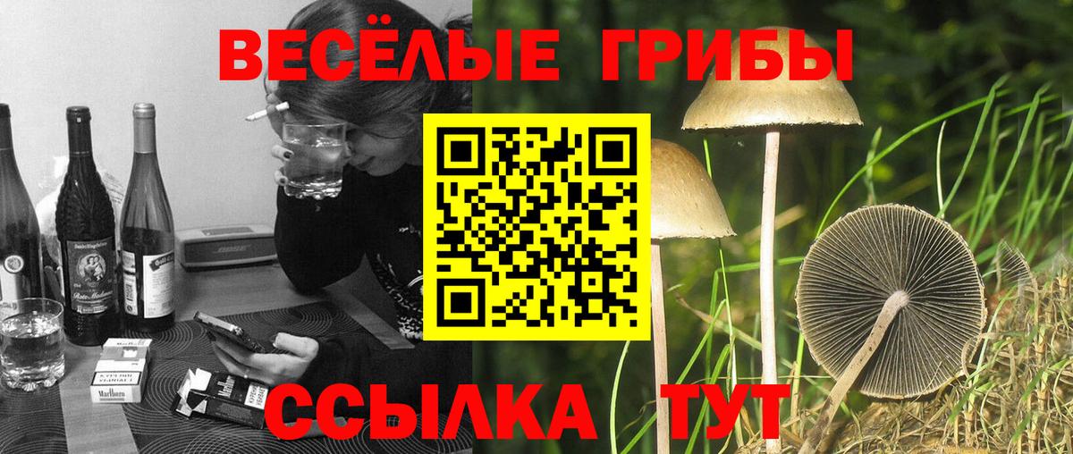 наркотики  Вход с VPN  Отрадное  Галлюциногенные грибы Psilocybe 