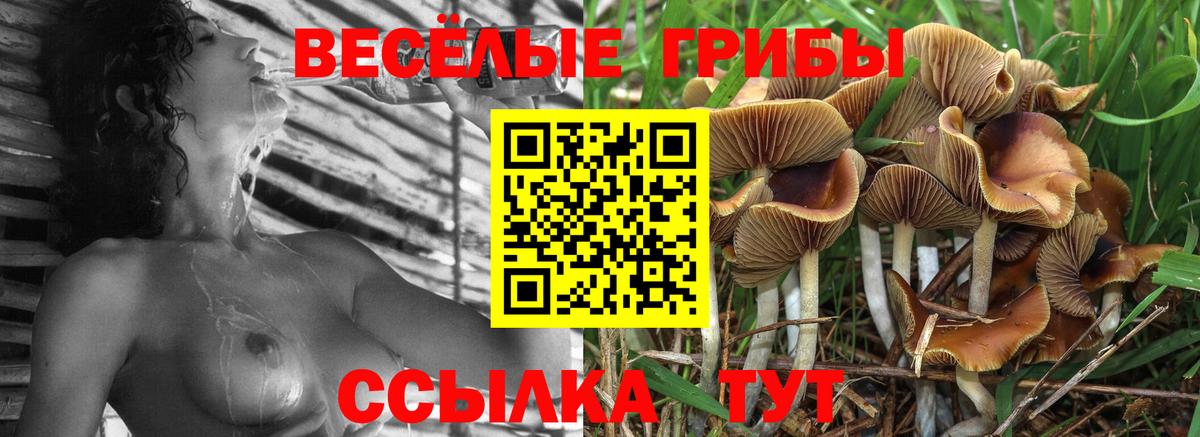 Галлюциногенные грибы Psilocybine cubensis Отрадное